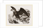 Condors by Anonymous