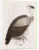 Kolbe's Vulture by Anonymous