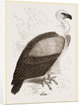 Kolbe's Vulture by Anonymous