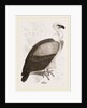 Kolbe's Vulture by Anonymous