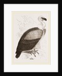 Kolbe's Vulture by Anonymous
