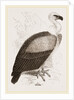 Kolbe's Vulture by Anonymous