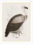 Kolbe's Vulture by Anonymous