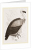 Kolbe's Vulture by Anonymous