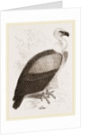 Kolbe's Vulture by Anonymous