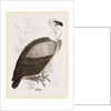 Kolbe's Vulture by Anonymous