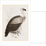 Kolbe's Vulture by Anonymous