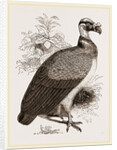 King-Vulture by Anonymous