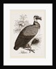 King-Vulture by Anonymous