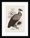 King-Vulture by Anonymous