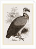 King-Vulture by Anonymous