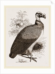 King-Vulture by Anonymous