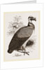 King-Vulture by Anonymous