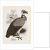 King-Vulture by Anonymous