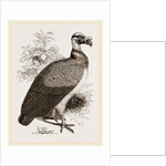 King-Vulture by Anonymous