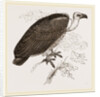 Chinese Vulture by Anonymous