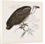 Chinese Vulture by Anonymous