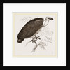 Chinese Vulture by Anonymous