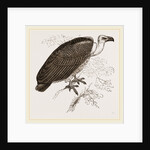 Chinese Vulture by Anonymous