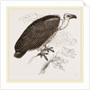 Chinese Vulture by Anonymous