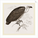 Chinese Vulture by Anonymous