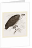 Chinese Vulture by Anonymous