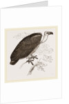 Chinese Vulture by Anonymous