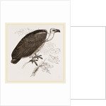 Chinese Vulture by Anonymous