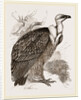 Griffon-Vulture by Anonymous