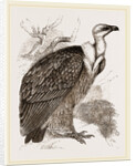 Griffon-Vulture by Anonymous