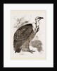 Griffon-Vulture by Anonymous
