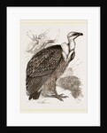 Griffon-Vulture by Anonymous