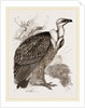 Griffon-Vulture by Anonymous