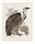 Griffon-Vulture by Anonymous