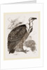 Griffon-Vulture by Anonymous