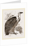 Griffon-Vulture by Anonymous