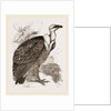 Griffon-Vulture by Anonymous