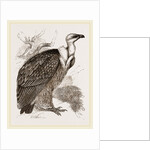 Griffon-Vulture by Anonymous