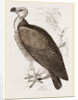 Sociable Vulture by Anonymous