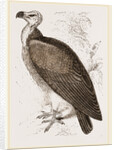 Sociable Vulture by Anonymous