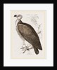 Sociable Vulture by Anonymous