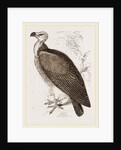 Sociable Vulture by Anonymous