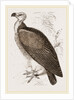 Sociable Vulture by Anonymous