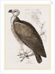 Sociable Vulture by Anonymous