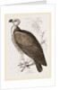 Sociable Vulture by Anonymous