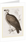 Sociable Vulture by Anonymous