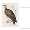 Sociable Vulture by Anonymous