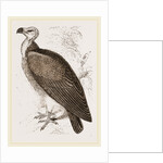 Sociable Vulture by Anonymous