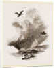 Griffon Vultures by Anonymous