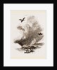 Griffon Vultures by Anonymous